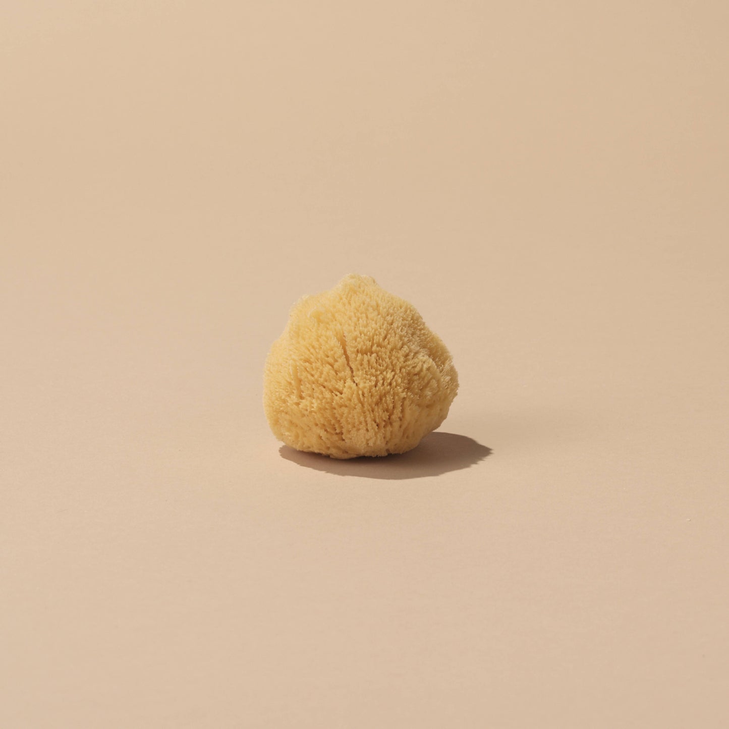 Small Sea Sponge