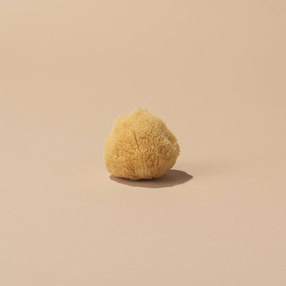 Small Sea Sponge