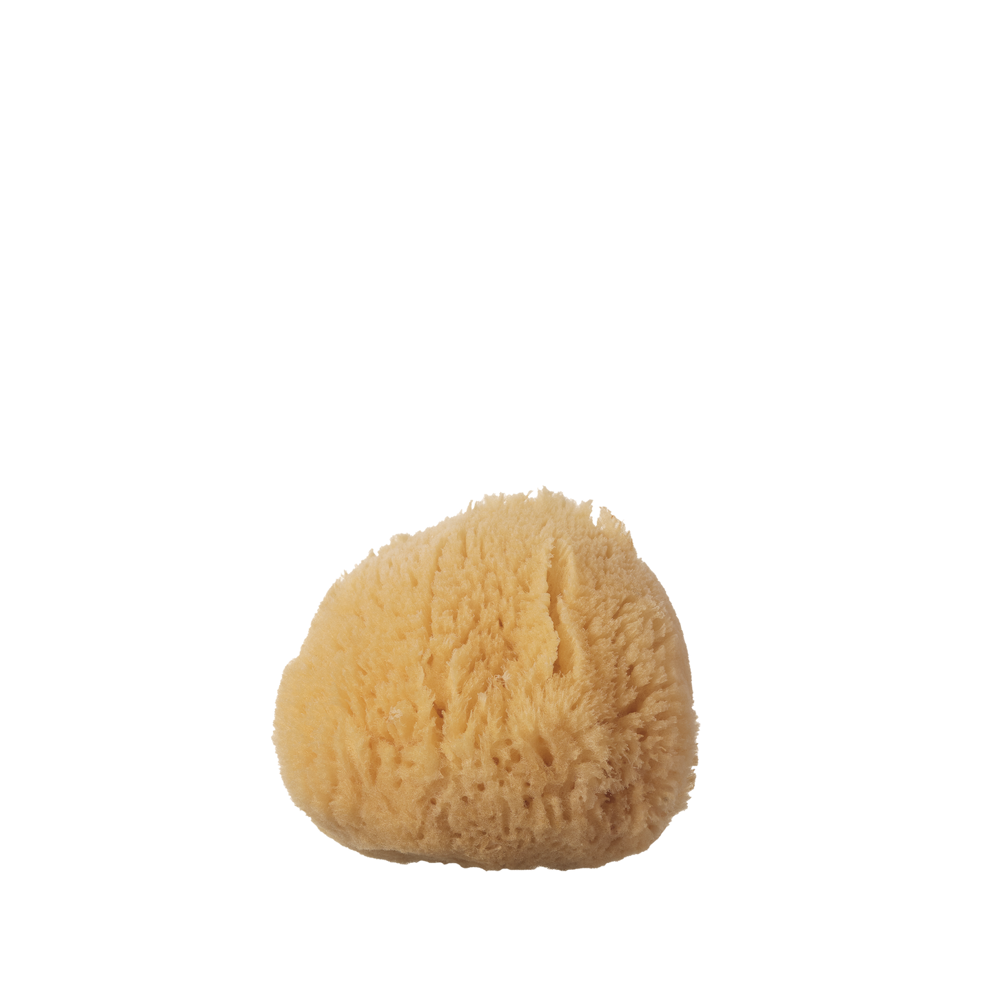 Small Sea Sponge