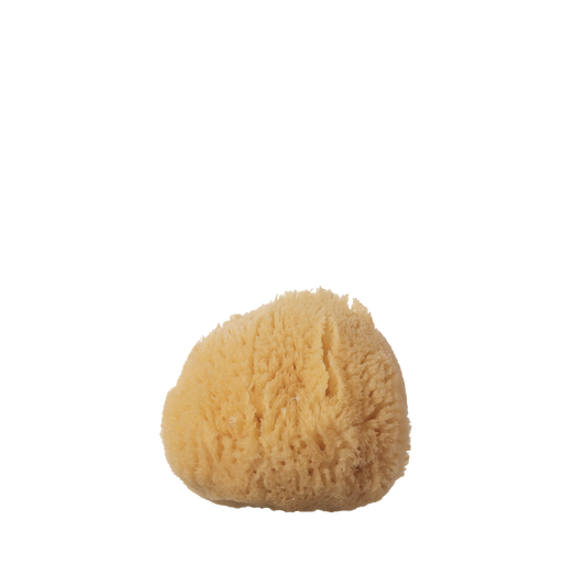 Small Sea Sponge