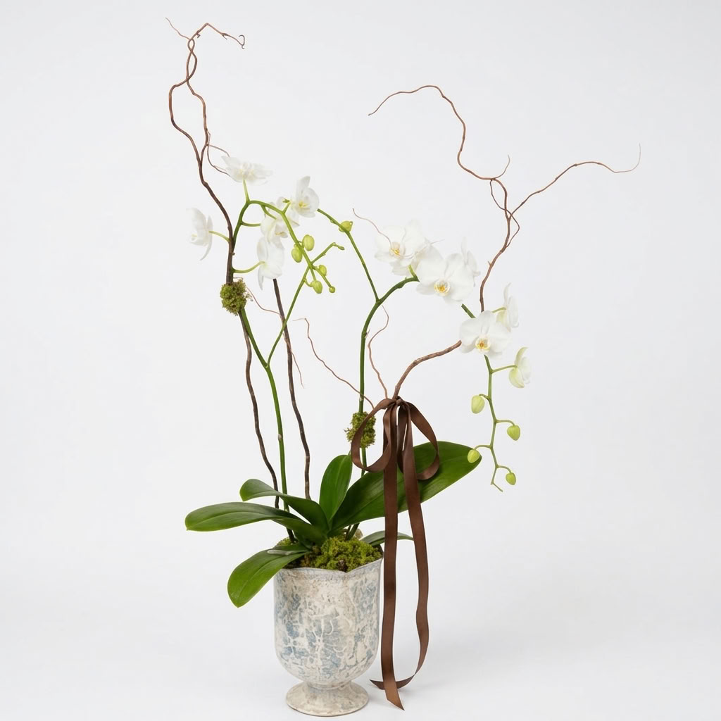 Potted Orchid