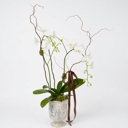 Potted Orchid