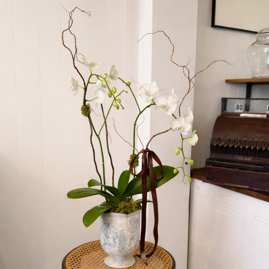 Potted Orchid